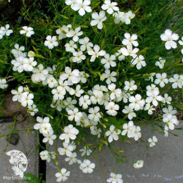 Гвоздика травянка Альбус