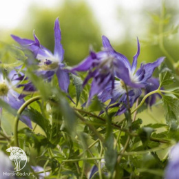 Клематис Блю Сюрпрайз