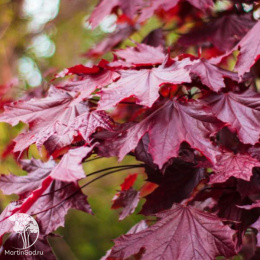 Клён остролистный Роял Ред на штамбе