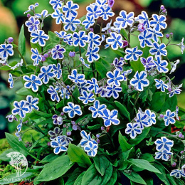 Пупочник каппадокийский Старри Айз