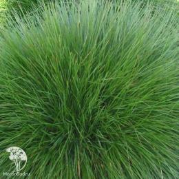 Осока Дэвелла