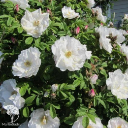 Роза канадская Генри Хадсон