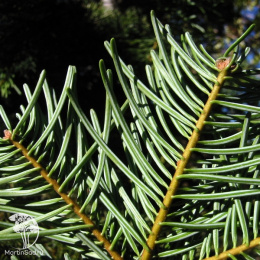 Пихта одноцветная