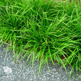 Осока Морроу Айриш Грин