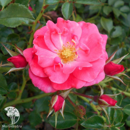 Роза Элфрид