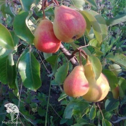 Груша Северянка краснощекая