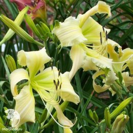 Лилейник Хевенли Керлс