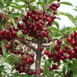 Вишня Тургеневка