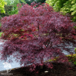 Клён веерный Тромпенбург