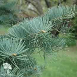 Пихта одноцветная