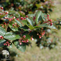 Кизильник блестящий