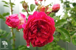 Фото Роза плетистая красная (крупно-цветковая)