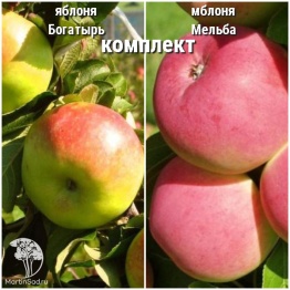 Фото Сверхвыгодный комплект! Яблоня Богатырь + опылитель яблоня Мельба
