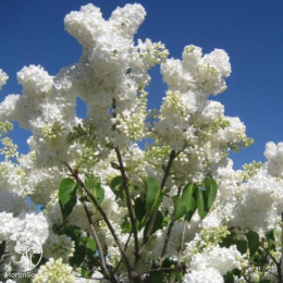 Сирень обыкновенная Маленький Принц