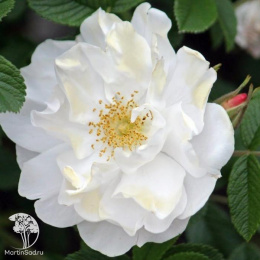 Роза канадская Генри Хадсон