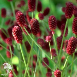 Кровохлёбка лекарственная Блэксорн