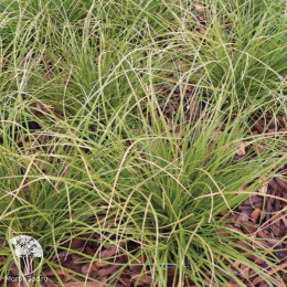 Осока власовидная Феникс Грин