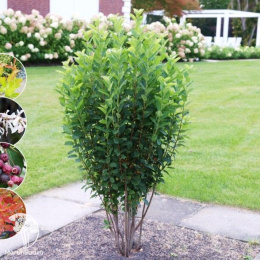 Ирга канадская Рейнбов Пиллар