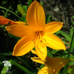 Лилейник Миддендорфа