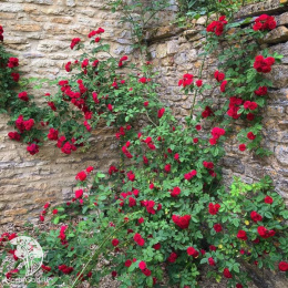 Роза плетистая Чеви Чейз