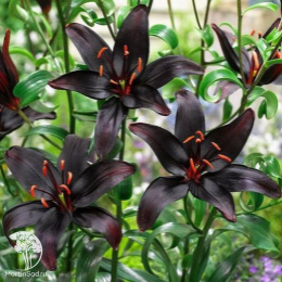 Лилия Куин ов Найт