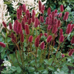 Кровохлебка Мензиса