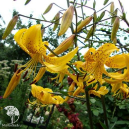 Лилия Йеллоу Тайгер