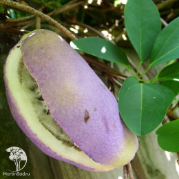 Акебия Пятилисточковая