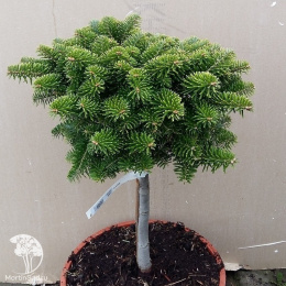 Пихта корейская Тундра
