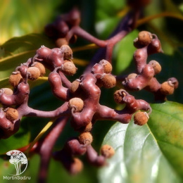 Говения сладкая (Конфетное дерево)