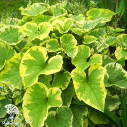 Бруннера крупнолистная Хадспен Крим