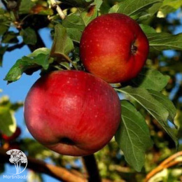 Яблоня Апорт
