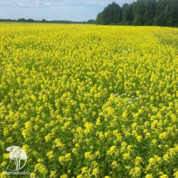 Горчица белая Семеновская