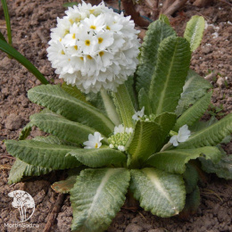 Примула мелкозубчатая Вайт