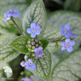 Бруннера крупнолистная Си Харт