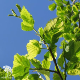 Ольха серая Фолис Ауреомаргинатис