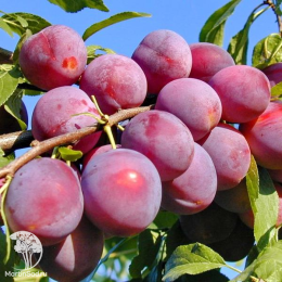 Сверхвыгодный комплект! Алыча Путешественница + опылитель Слива Красный шар