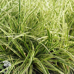 Осока Моррова Голд Банд