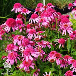 Эхинацея пурпурная Пинк Дабл Делайт