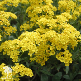 Алиссум скальный