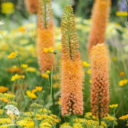 Эремурус гибридный Клеопатра