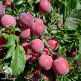 Сверхвыгодный комплект! Алыча Путешественница + опылитель Слива Красный шар