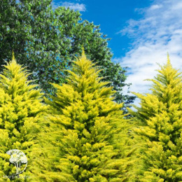 Купрессоципарис Лейланда Кастлевеллан Голд