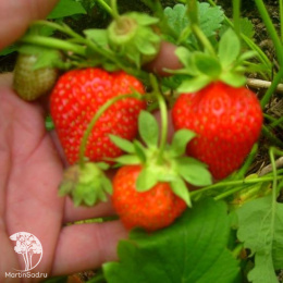 Земляника Заря