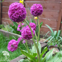 Примула мелкозубчатая Рубин