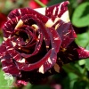 Роза чайно-гибридная Абракадабра фото 1 