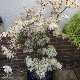 Клён веерный Юкигимо