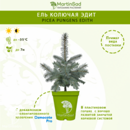 Ель колючая Эдит
