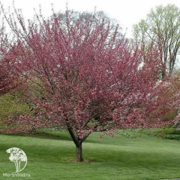 Вишня мелкопильчатая Роял Бургунди на штамбе