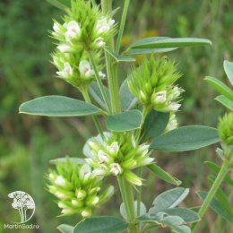 Леспедеца головчатая